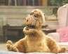 ALF